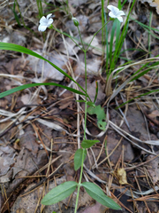 Cerastium pauciflorum