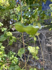 Canavalia cathartica