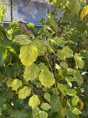 Canavalia cathartica