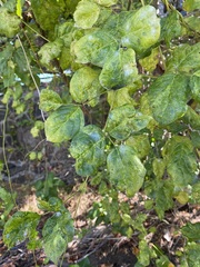 Canavalia cathartica