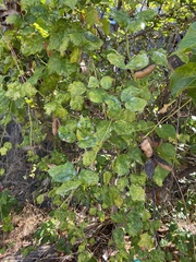 Canavalia cathartica