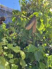 Canavalia cathartica