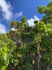 Canavalia cathartica