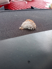 Megalopyge opercularis