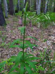 Lilium martagon pilosiusculum