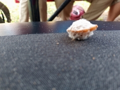 Megalopyge opercularis