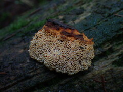 Pycnoporellus fulgens