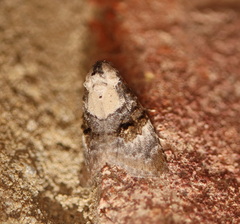 Acatapaustus leucospila