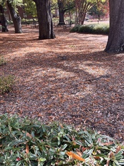 Sciurus carolinensis