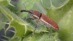 Lixus scolopax