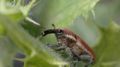 Lixus scolopax