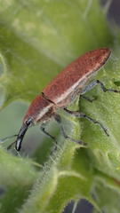 Lixus scolopax