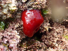 Actinia mediterranea