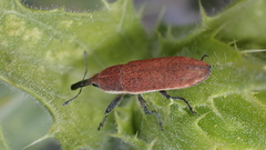 Lixus scolopax