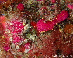 Alcyonium coralloides