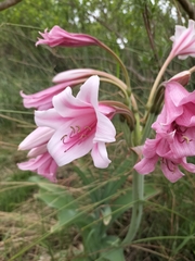 Crinum bulbispermum