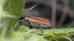 Lixus scolopax