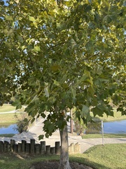 Quercus texana