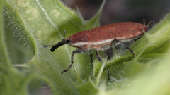 Lixus scolopax