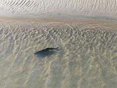 Oncorhynchus tshawytscha