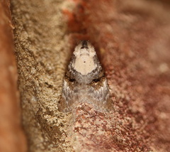 Acatapaustus leucospila