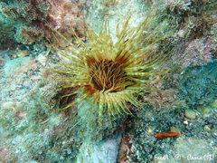 Cerianthus membranaceus