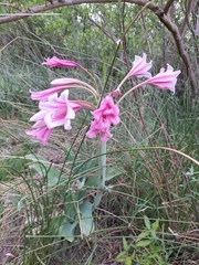 Crinum bulbispermum