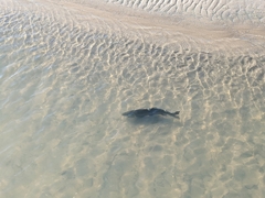 Oncorhynchus tshawytscha