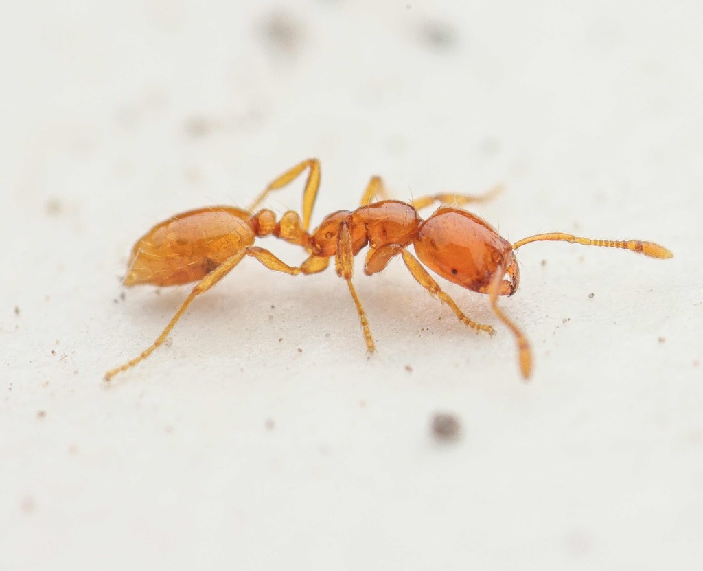 Solenopsis phoretica from Santa Cruz County, AZ, USA on November 06 ...