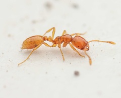 Solenopsis phoretica