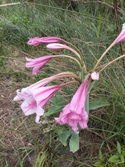 Crinum bulbispermum