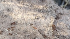 Solenopsis phoretica