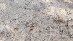 Solenopsis phoretica