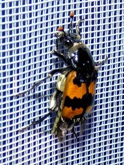 Nicrophorus vespillo