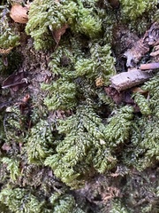 Thamnobryum alleghaniense