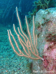 Eunicella singularis