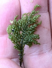 Thamnobryum alleghaniense