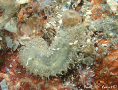 Flabelligera affinis