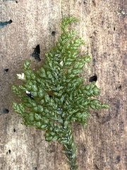 Thamnobryum alleghaniense