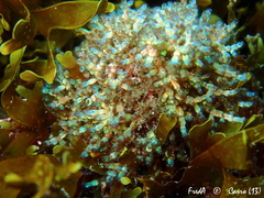 Gastroclonium clavatum