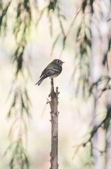Empidonax hammondii