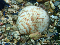 Glycymeris glycymeris