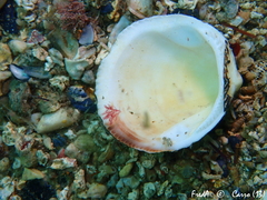 Glycymeris glycymeris