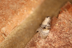 Acatapaustus leucospila