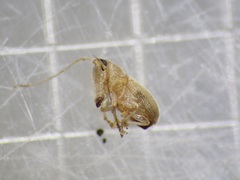 Jordanthribus planifacietus