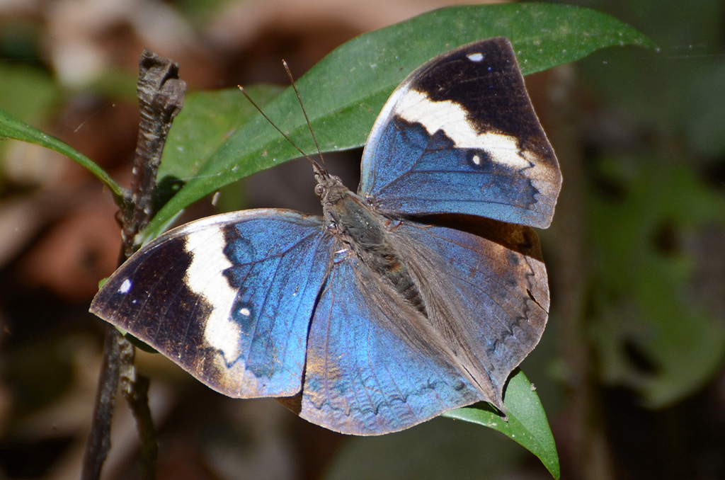 Andaman oakleaf