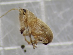 Jordanthribus planifacietus