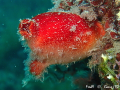 Halocynthia papillosa