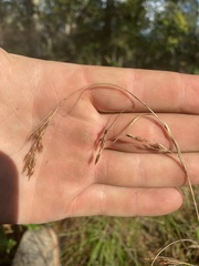 Rhynchospora inexpansa