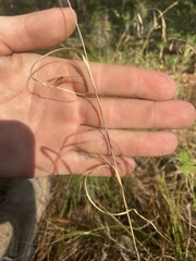 Rhynchospora inexpansa